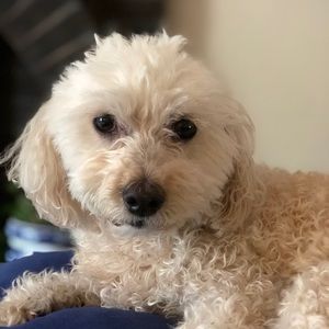 Meet your Posher, Cherie